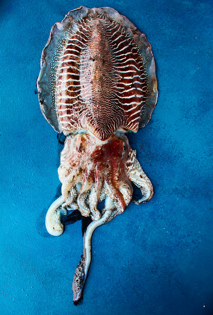 ABOVE 21 - David Loftus Print Shop