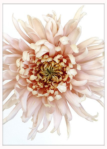 Bloom - David Loftus Print Shop