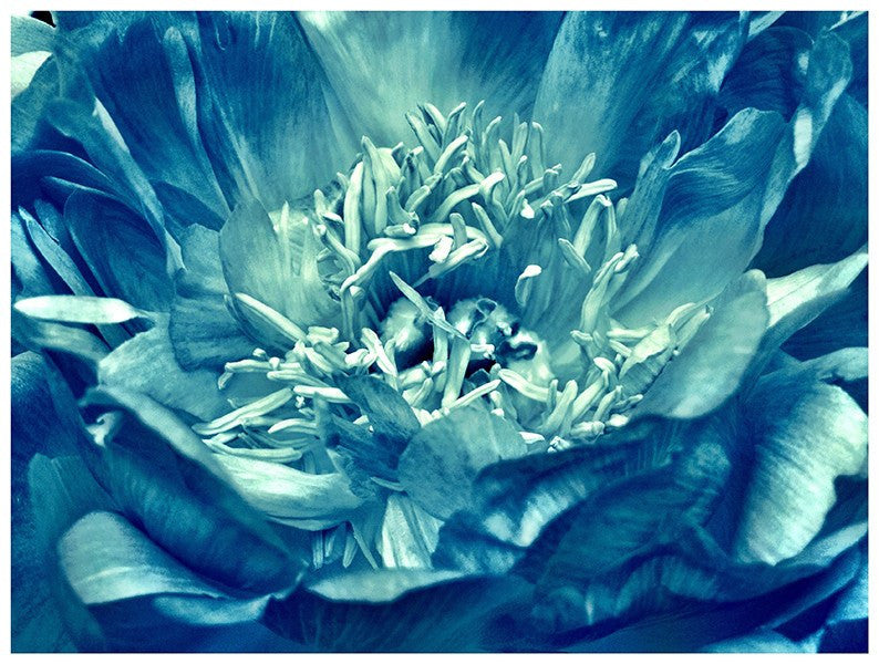 Blue Bloom - David Loftus Print Shop
