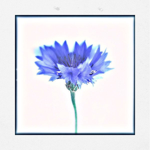 Cornflower - David Loftus Print Shop
