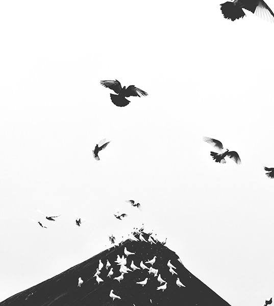 Doves - David Loftus Print Shop