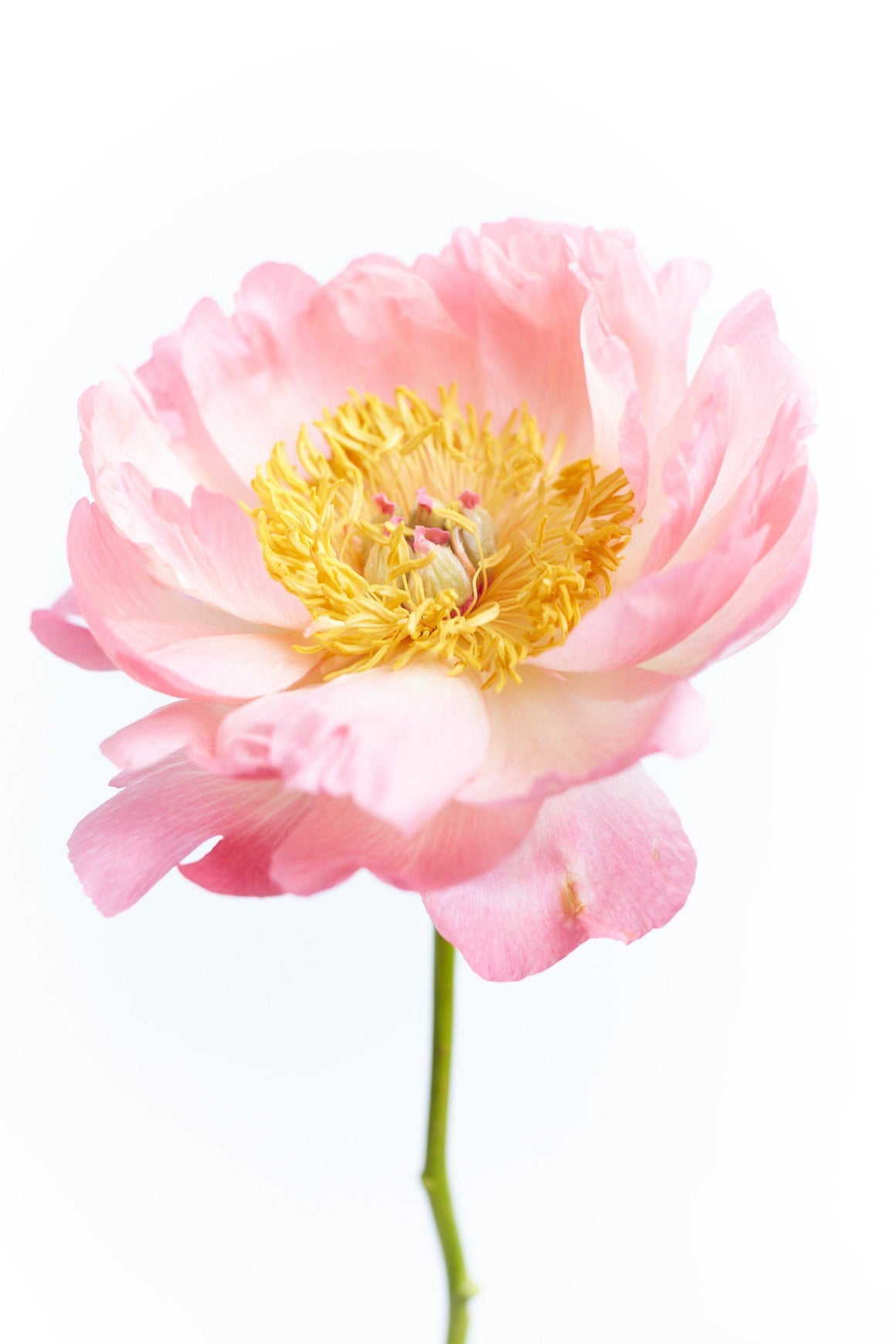 Peony - David Loftus Print Shop