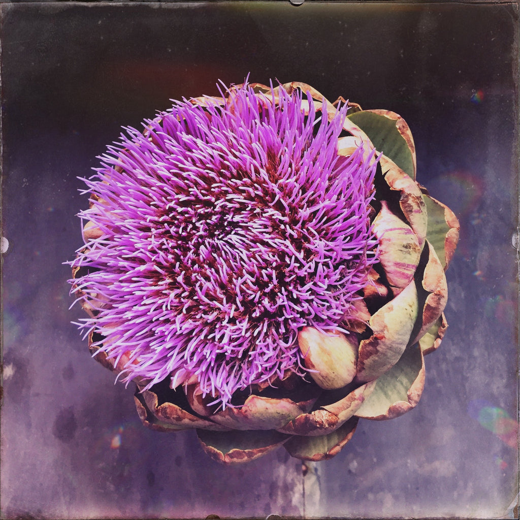 Artichoke Flower- Two - David Loftus Print Shop