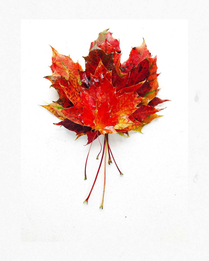 Autumn leaves - David Loftus Print Shop