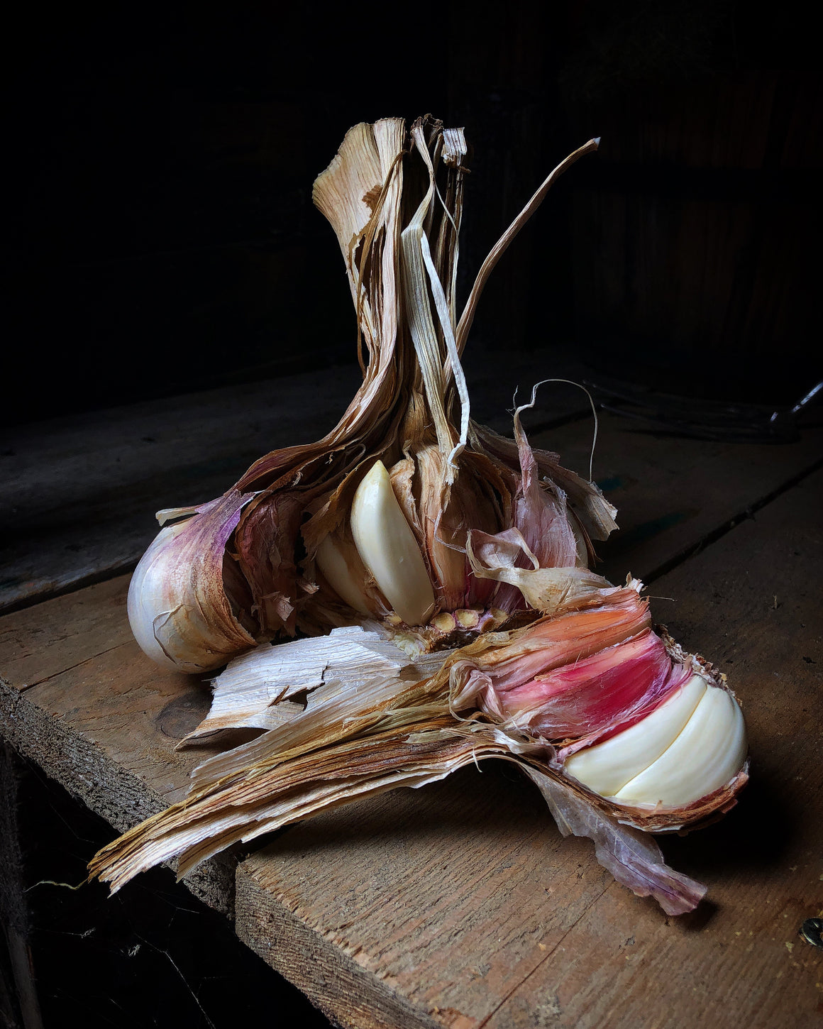 Bulb - David Loftus Print Shop