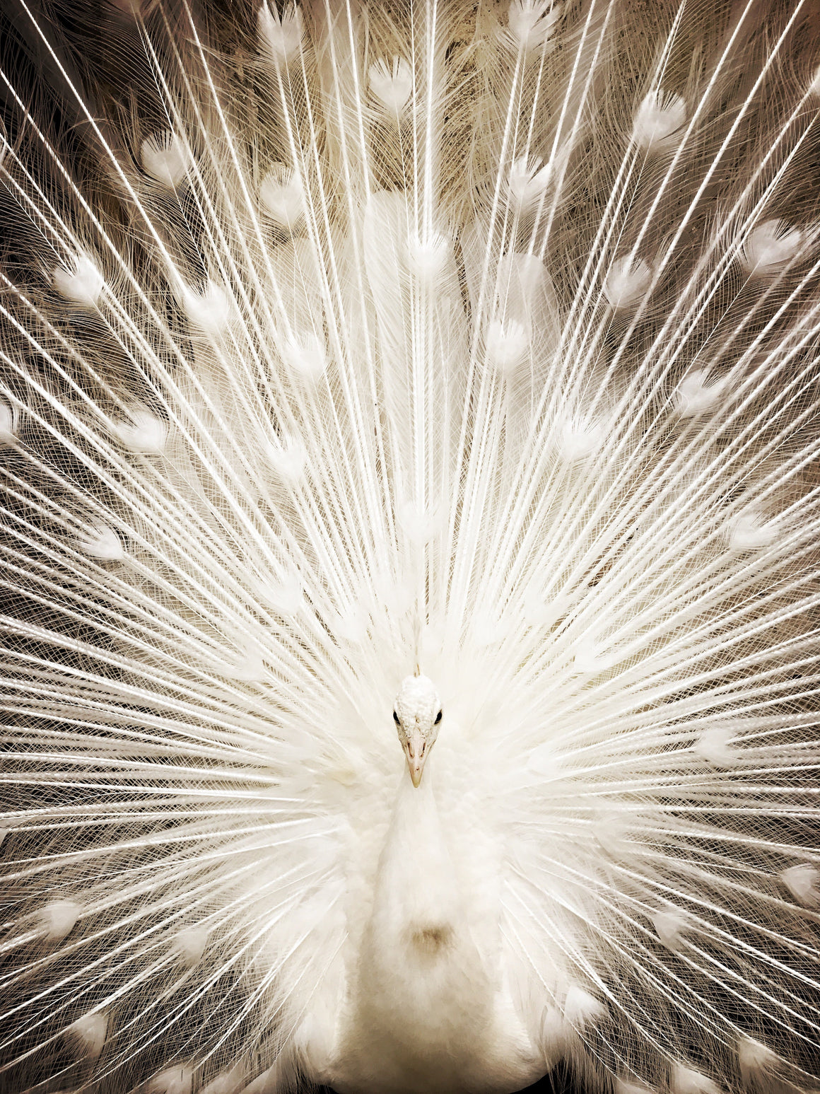 Peacock - David Loftus Print Shop