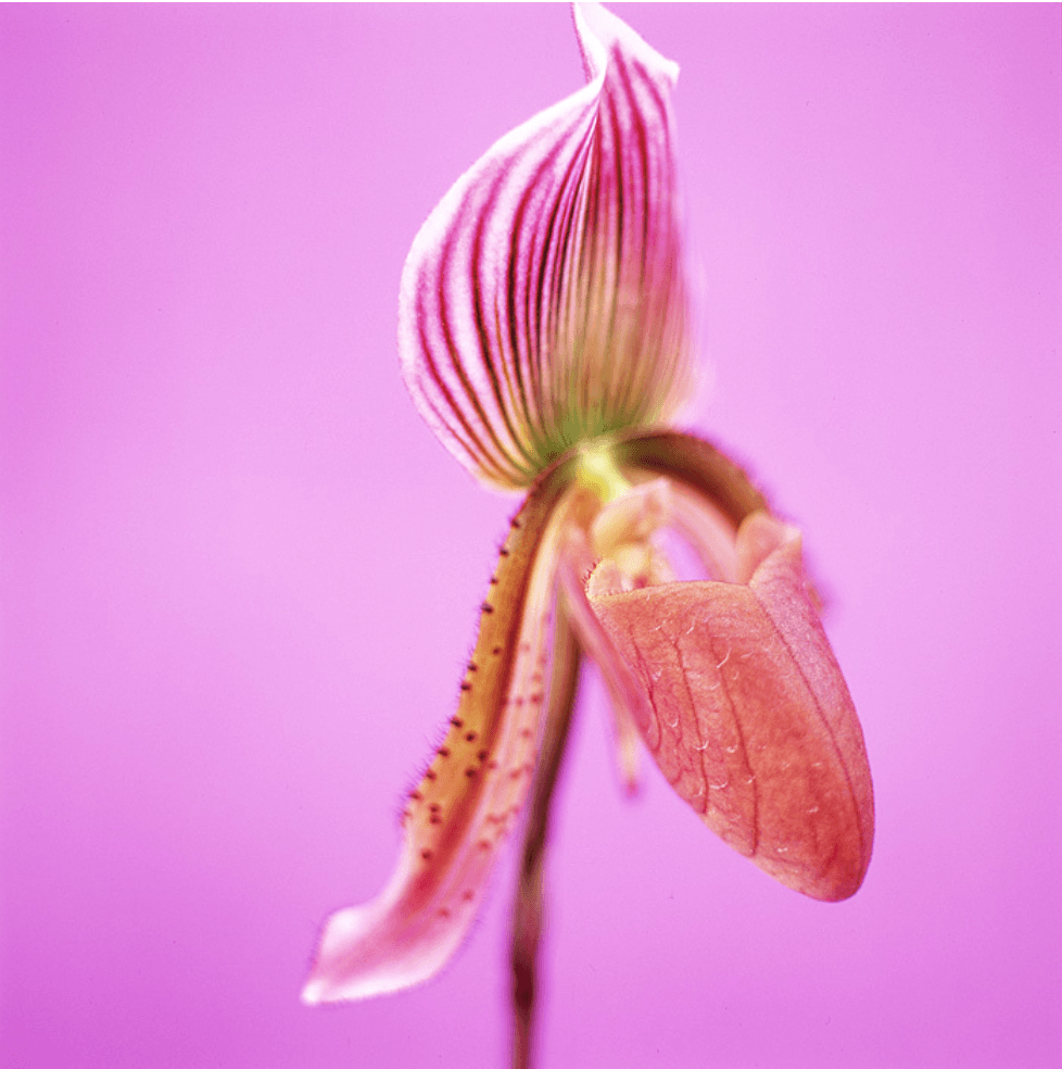 Pink Orchard - David Loftus Print Shop