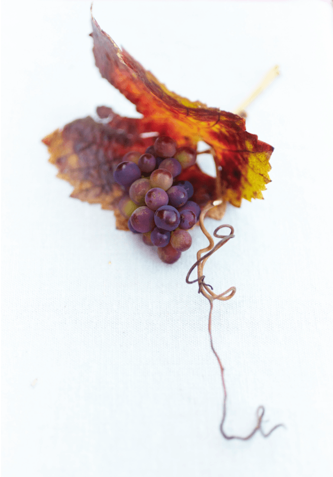 Napa Grapes - One - David Loftus Print Shop