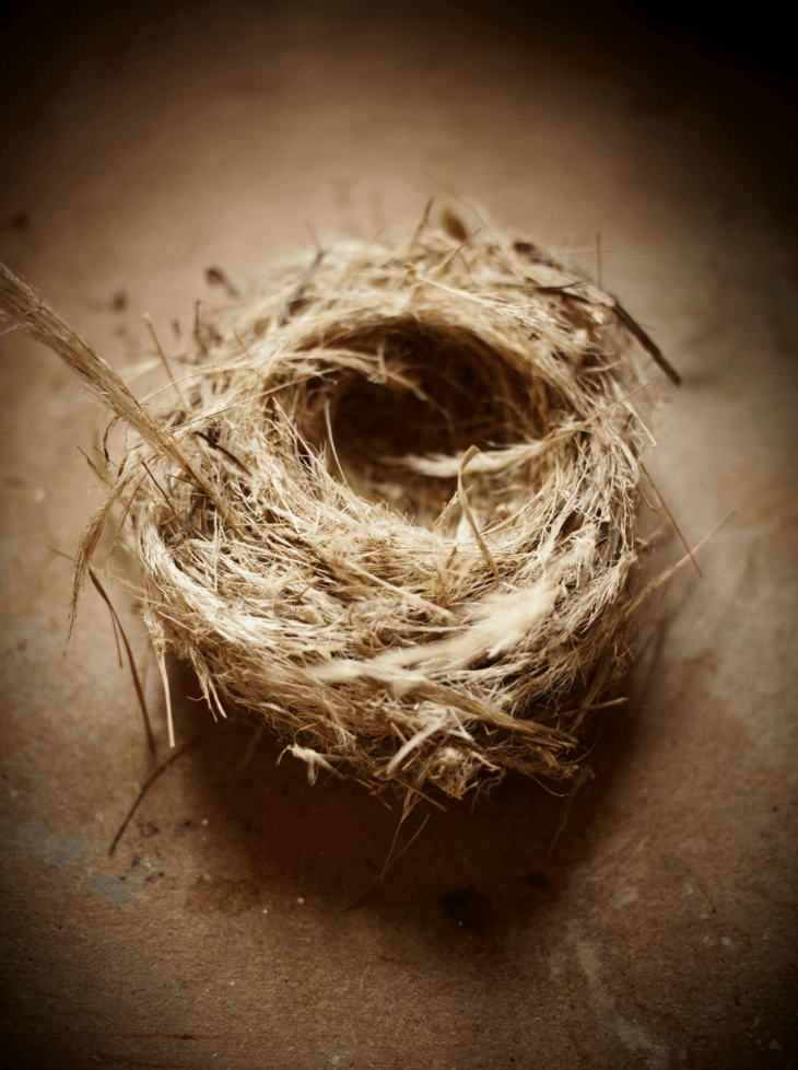 Birds Nest - David Loftus Print Shop