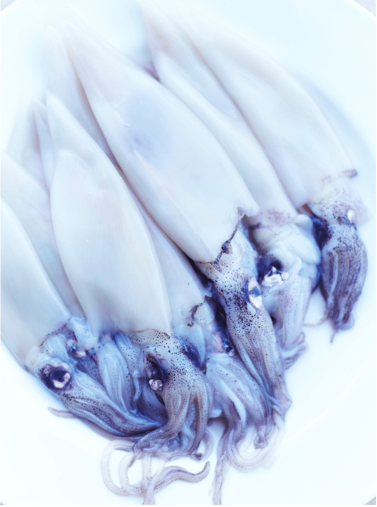 Venetian Squid - David Loftus Print Shop