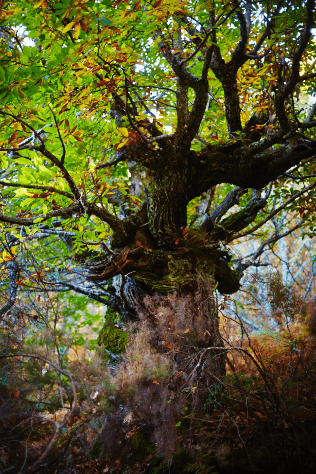Spanish Oak - David Loftus Print Shop