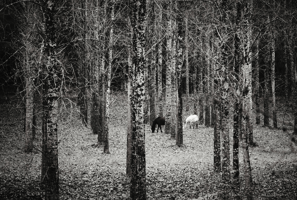 Ardèche Horses - David Loftus Print Shop