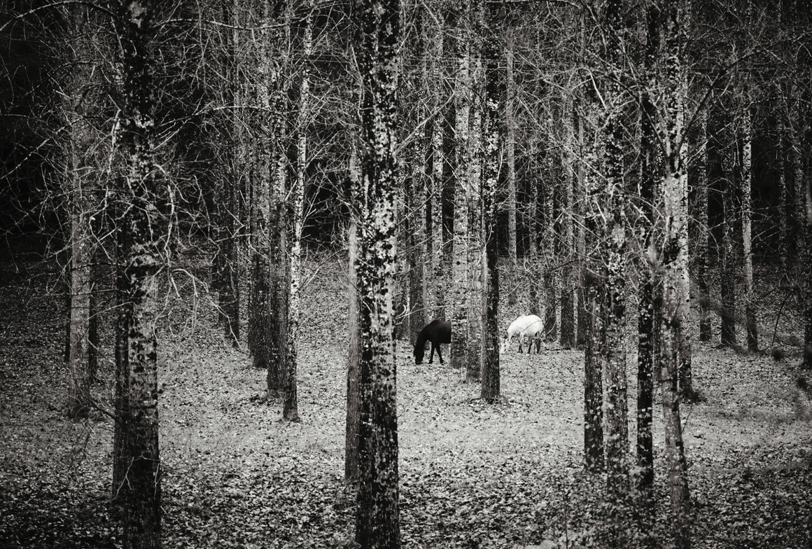 Ardèche Horses - David Loftus Print Shop