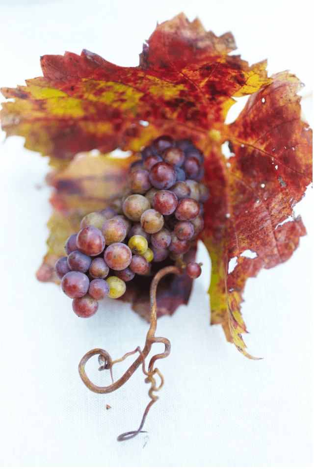 Napa Grapes - Two - David Loftus Print Shop