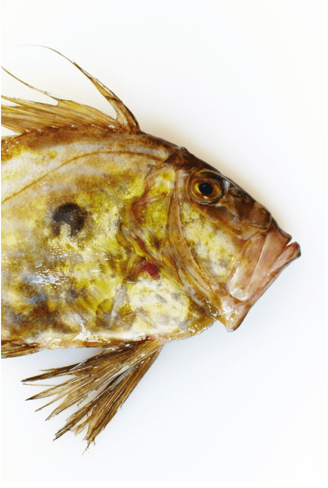 Fish Head - David Loftus Print Shop