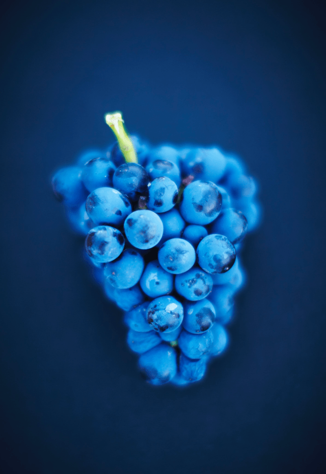 Blue Grapes - David Loftus Print Shop
