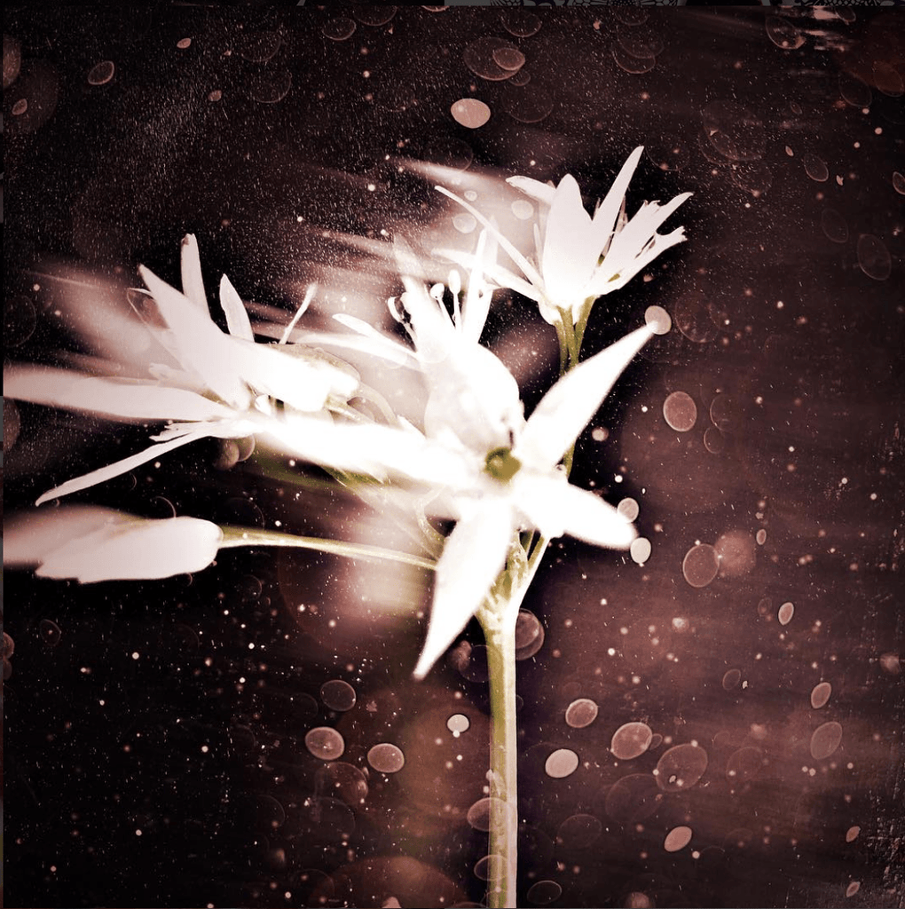 Snow Flower - David Loftus Print Shop