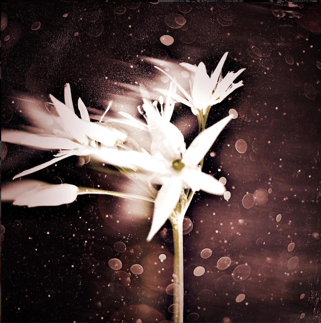 Snow Flower - David Loftus Print Shop