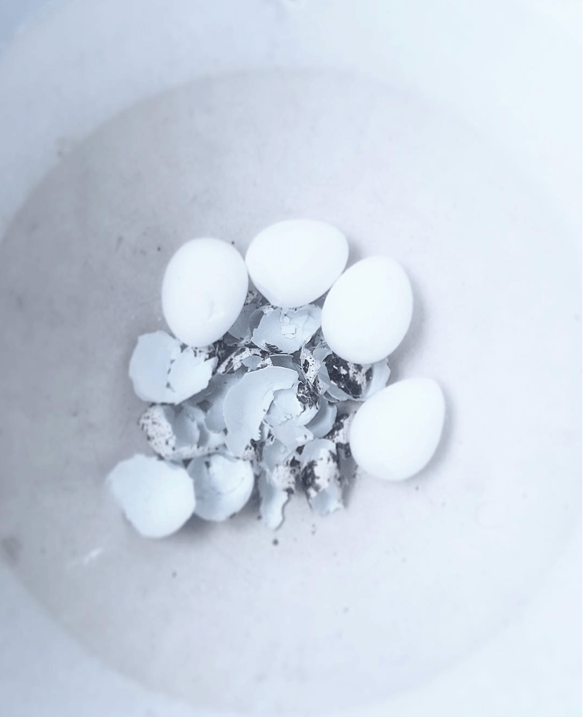 Quail Eggs - David Loftus Print Shop