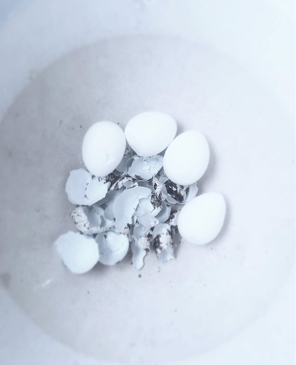 Quail Eggs - David Loftus Print Shop