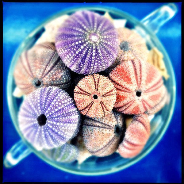 Urchins - David Loftus Print Shop