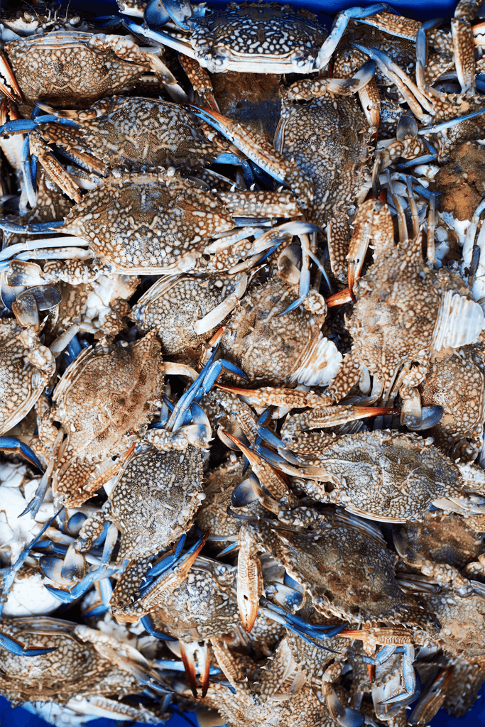 Barak's crabs - David Loftus Print Shop