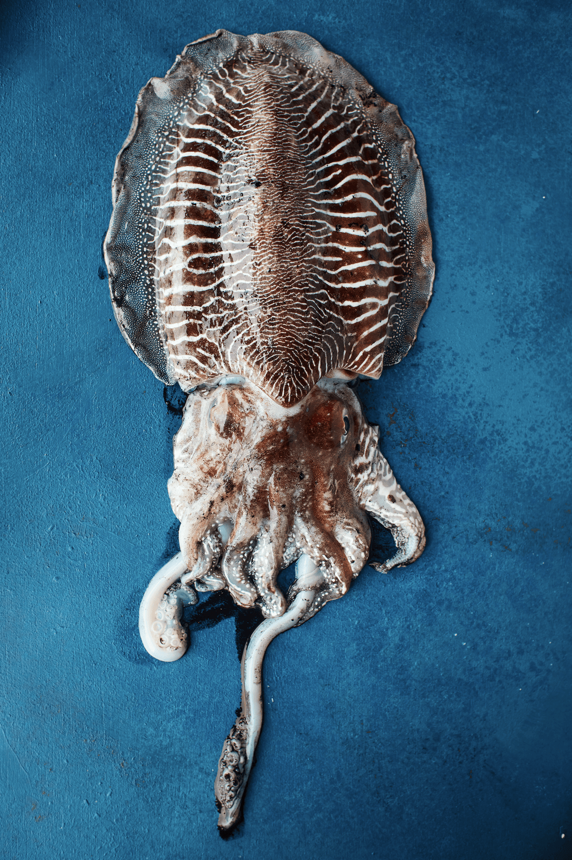 Cuttlefish - David Loftus Print Shop