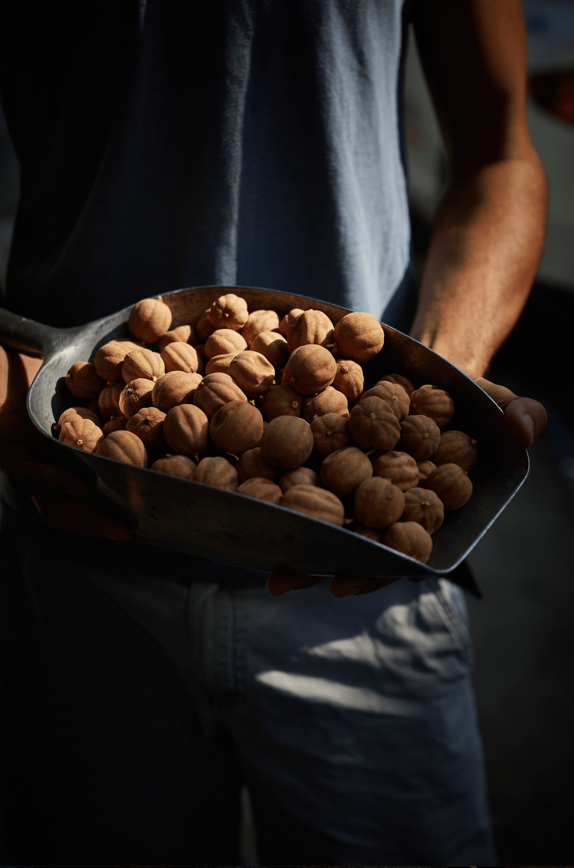 Dried lemons - David Loftus Print Shop
