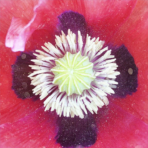 Poppy One - David Loftus Print Shop